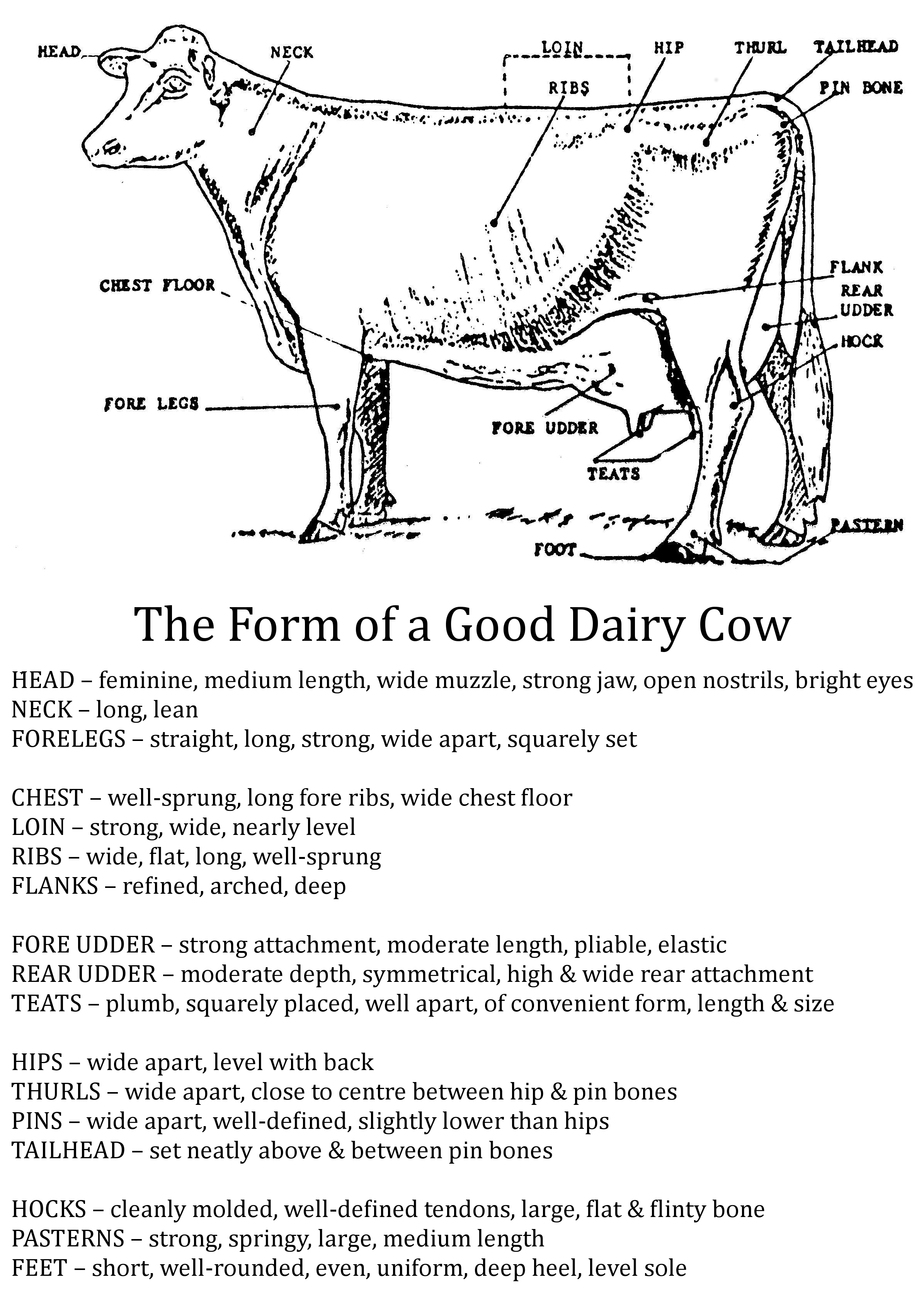 cow udder diagram