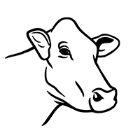 illustration of female cow head looking right