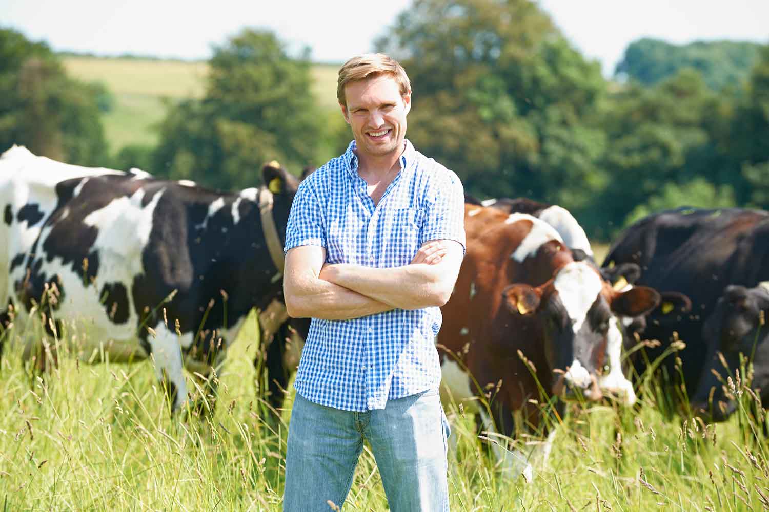 man in blue shirt and jeans standing in front of cows in pasture