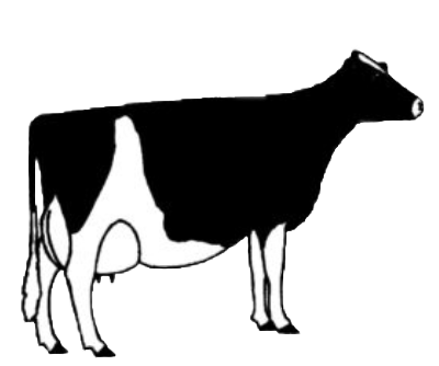 illustration of cow type one