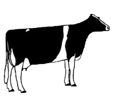 illustration of cow type two