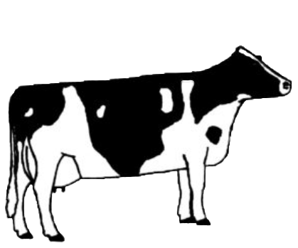 illustration of cow type four