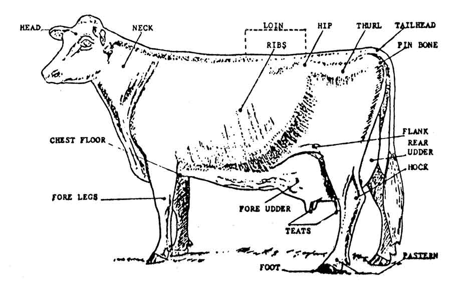 labeled illustration of cow showing parts