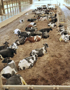 large group of cows laying in hay in a barn